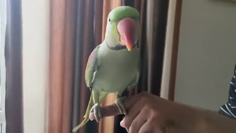 Pablo Mummy ka Cute Baccha hai aur Talking me iss Parrot ka koi jawab Nhip4