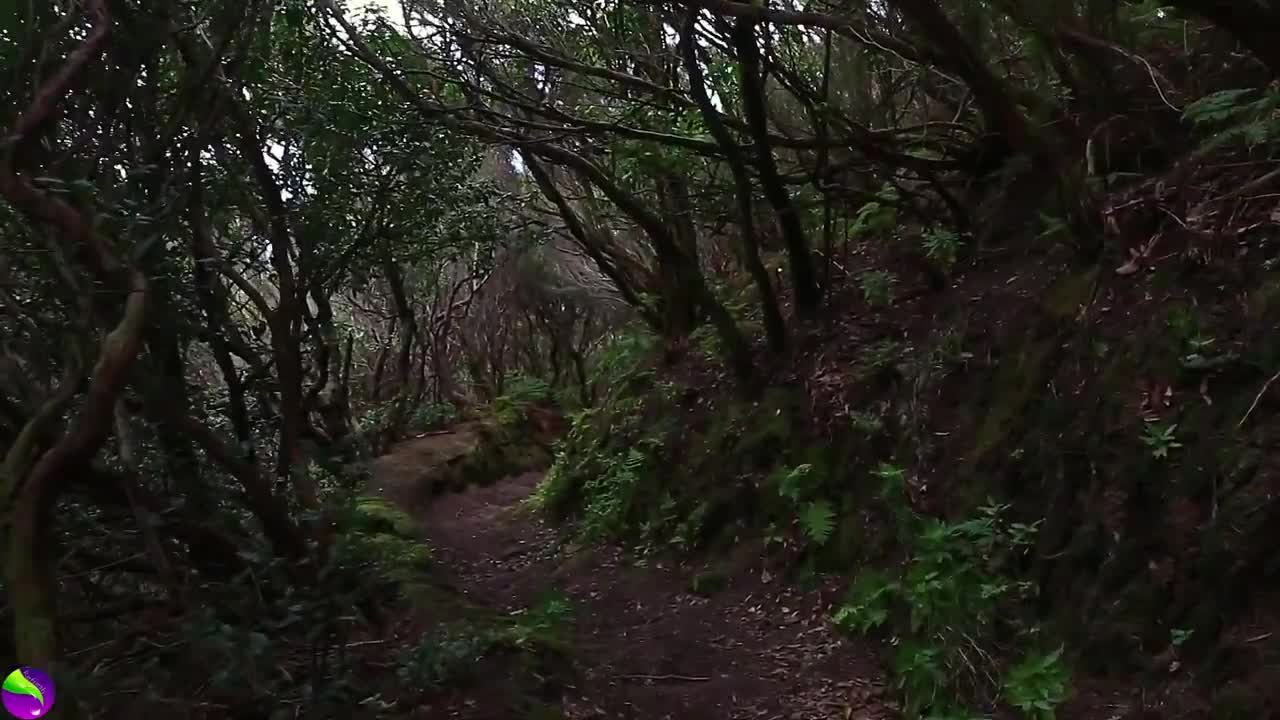 Relaxing Music-Relaxing Jungle Sound With Birds, Nature