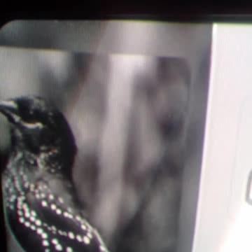 o passarinho cantando