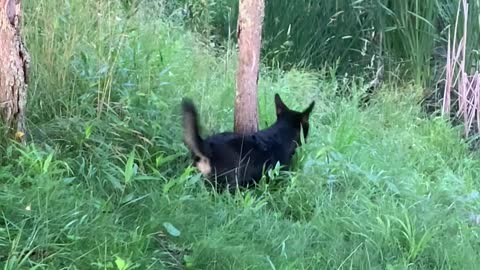 Pups from Different Paths Play Together