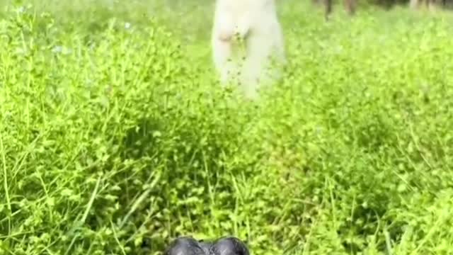 Rabbits also like to eat grapes