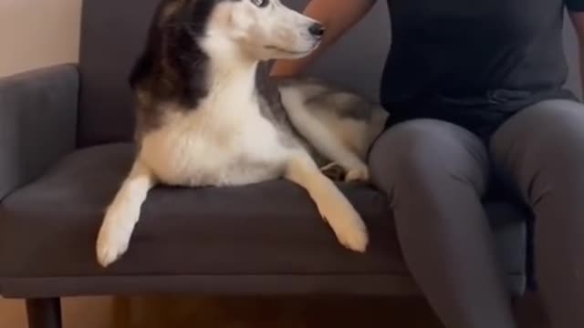 act like something SCARED you to your dog!