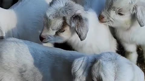 Cute goats