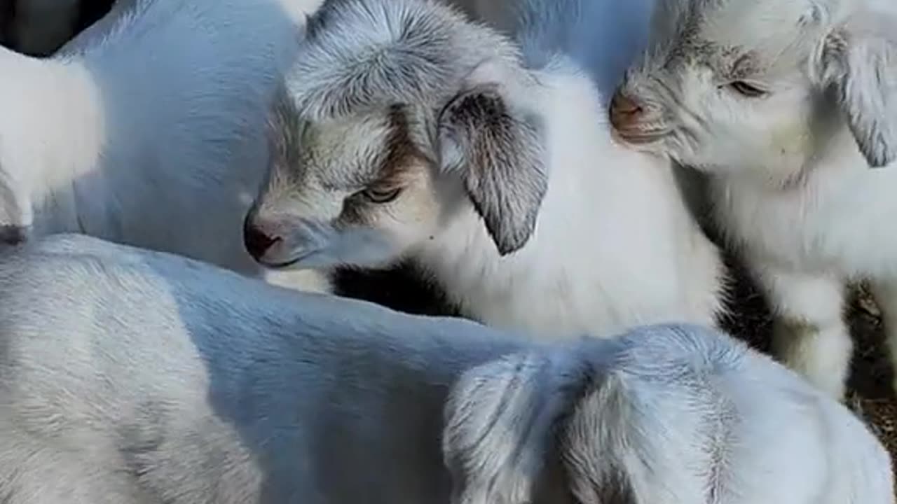 Cute goats