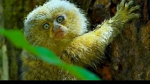 Animals new whatsApp status video