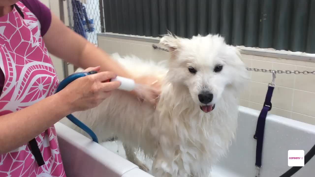 Pet/ Animal Groomer career - A day in the work life
