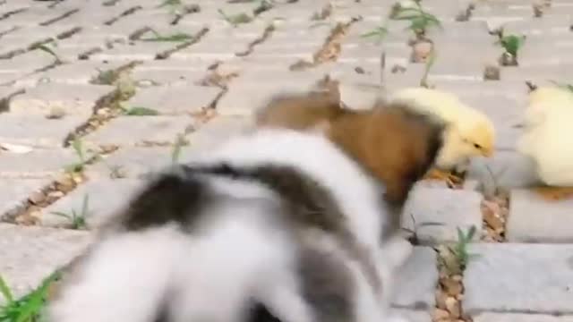 This is why dogs are unique creatures