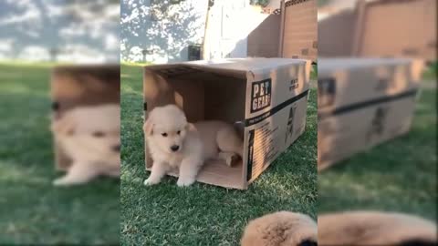 Golden retreiver puppies, playing al day