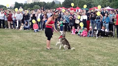 Dancing Siberian Husky