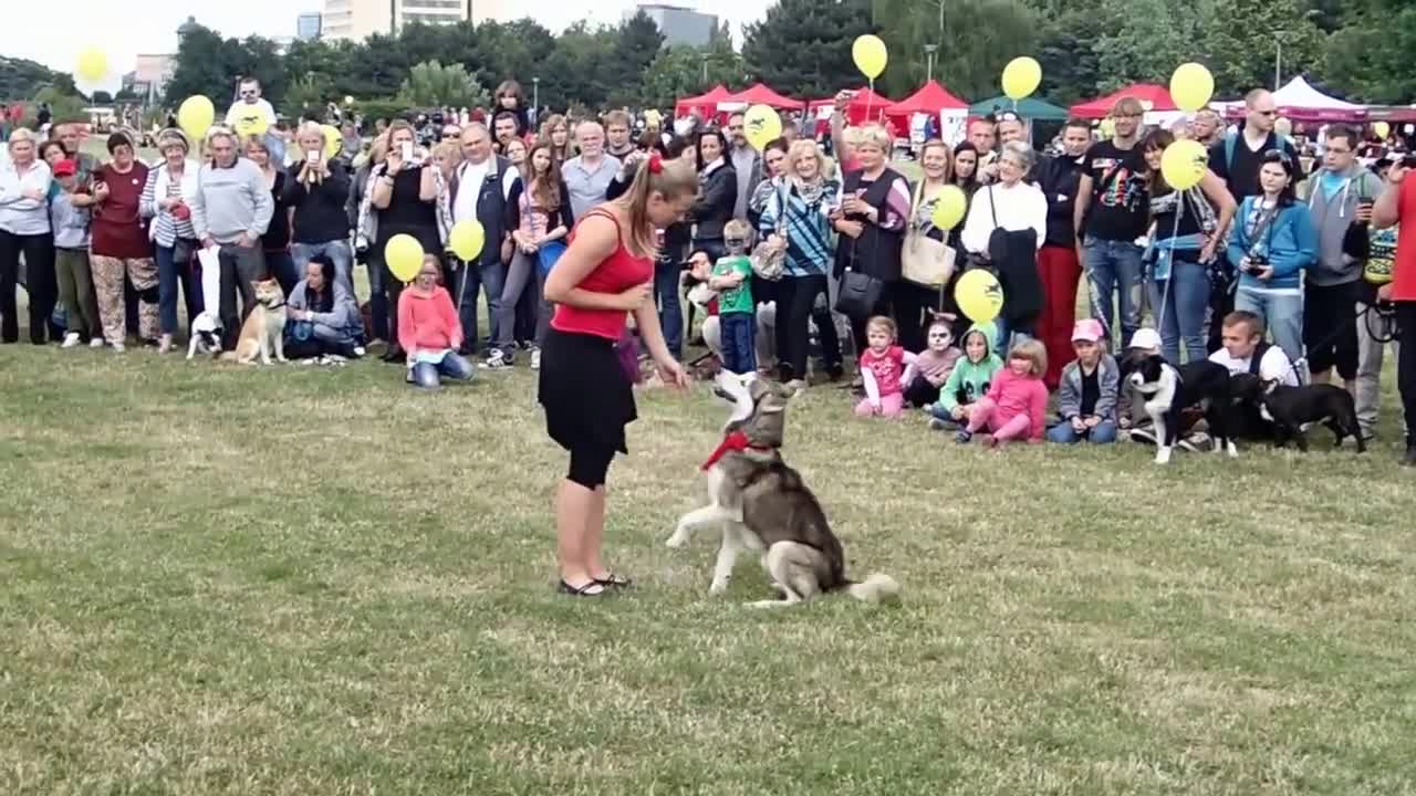 Dancing Siberian Husky
