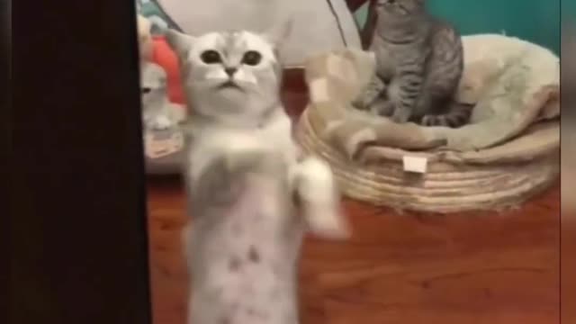 Who can dance like me?Funny 🐈 😻