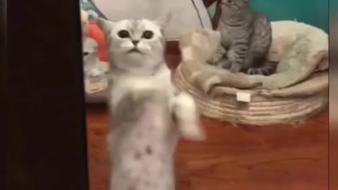 Who can dance like me?Funny 🐈 😻