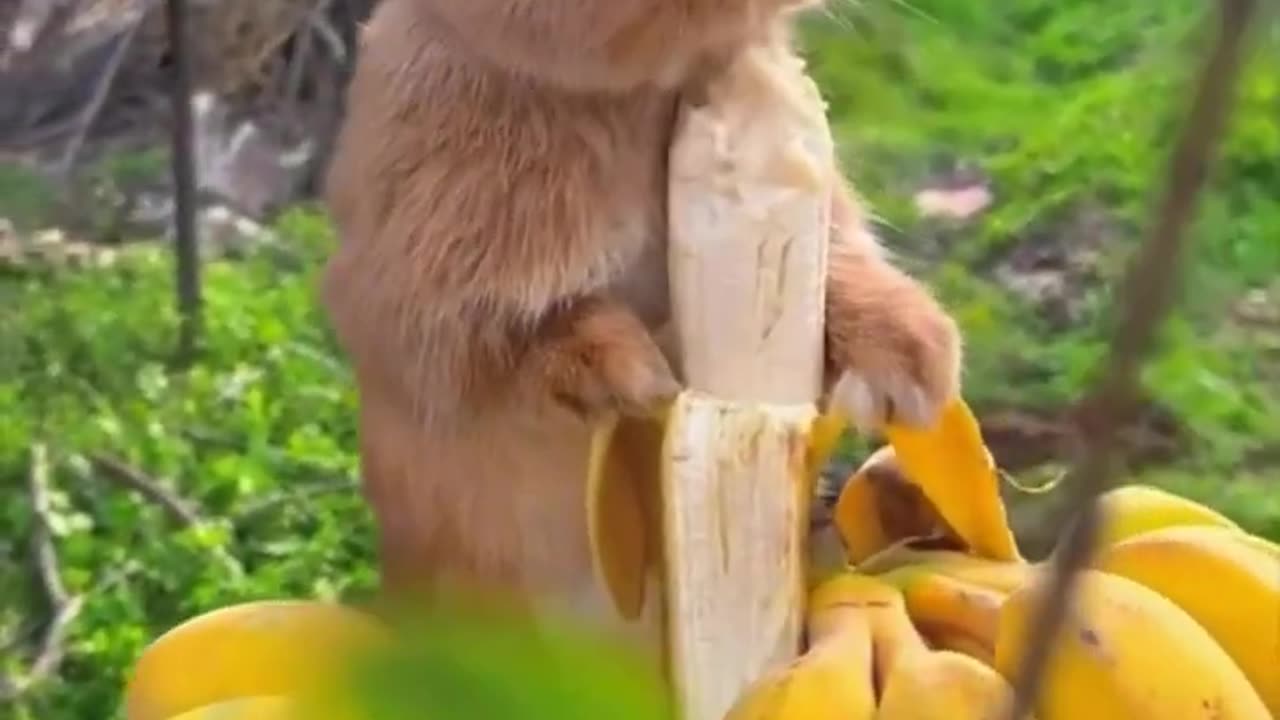El paisaje más hermoso de animales de compañía, hermosos sonidos de animales.