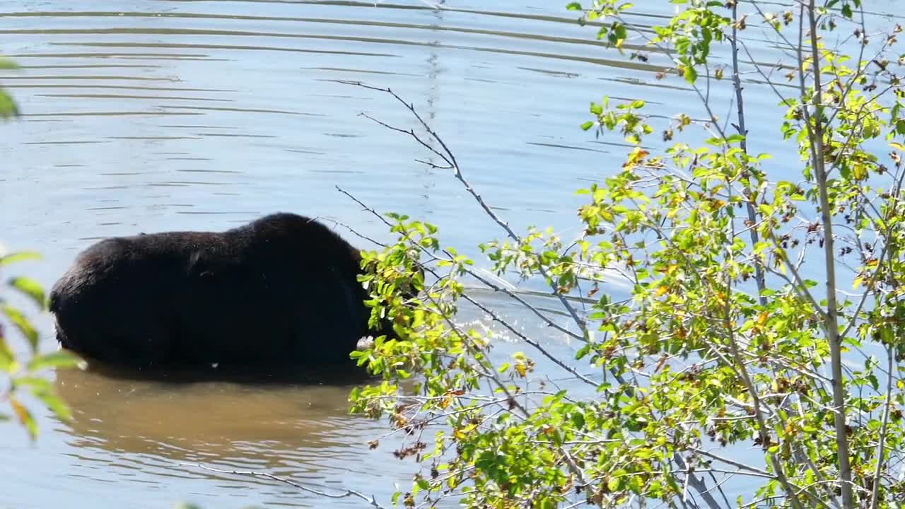 A Large Moose Eating Moss At The Bottom Of A Lake