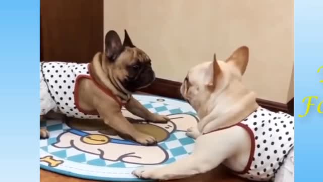 Cute pets doing crazy things watch this!