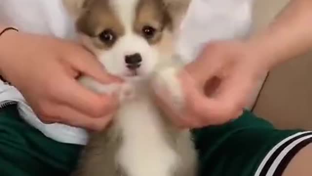 Cute Dog learning to walk and speak