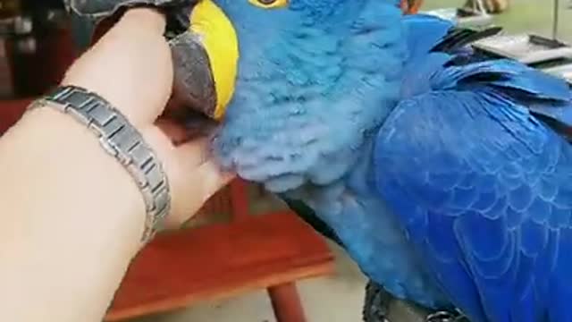 Indian parrot talking smart animals