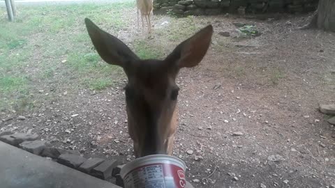 Two Deer and Adorable Fawn Visit Woman