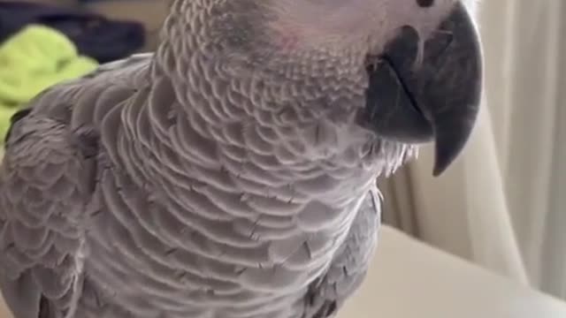 grey parrot