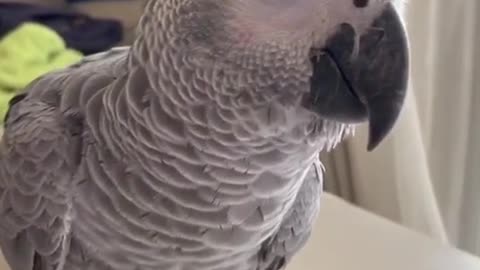 grey parrot