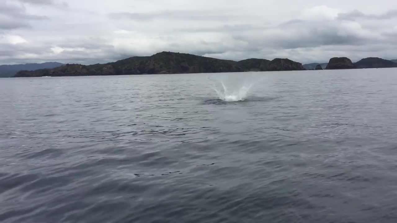 Mako shark jumps 🦈😳