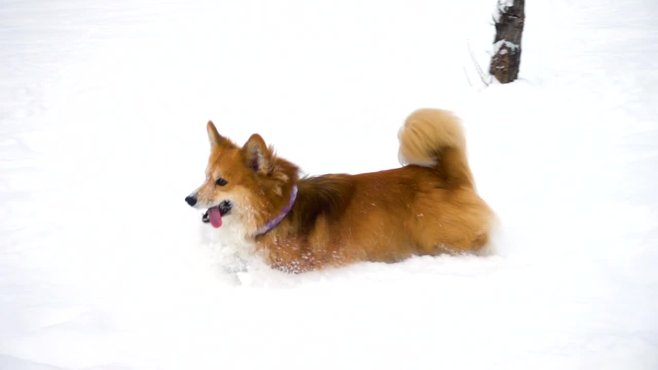 Little dog running in the snow