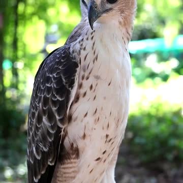 Hawk Train / Owl Trainng /Falcon training