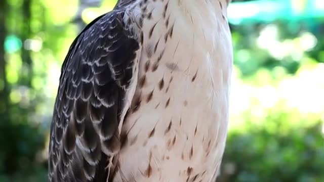 Hawk Train / Owl Trainng /Falcon training