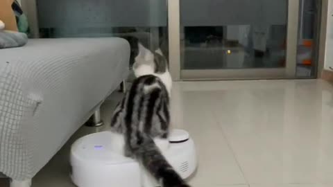 This cat is so good at playing, ha ha