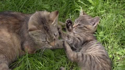 Stock Footage Cute Cat