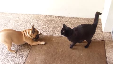 DOG OR CAT FIGHT.