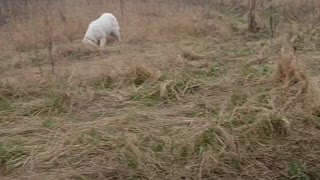 Polish Tatra sheepdog good boy