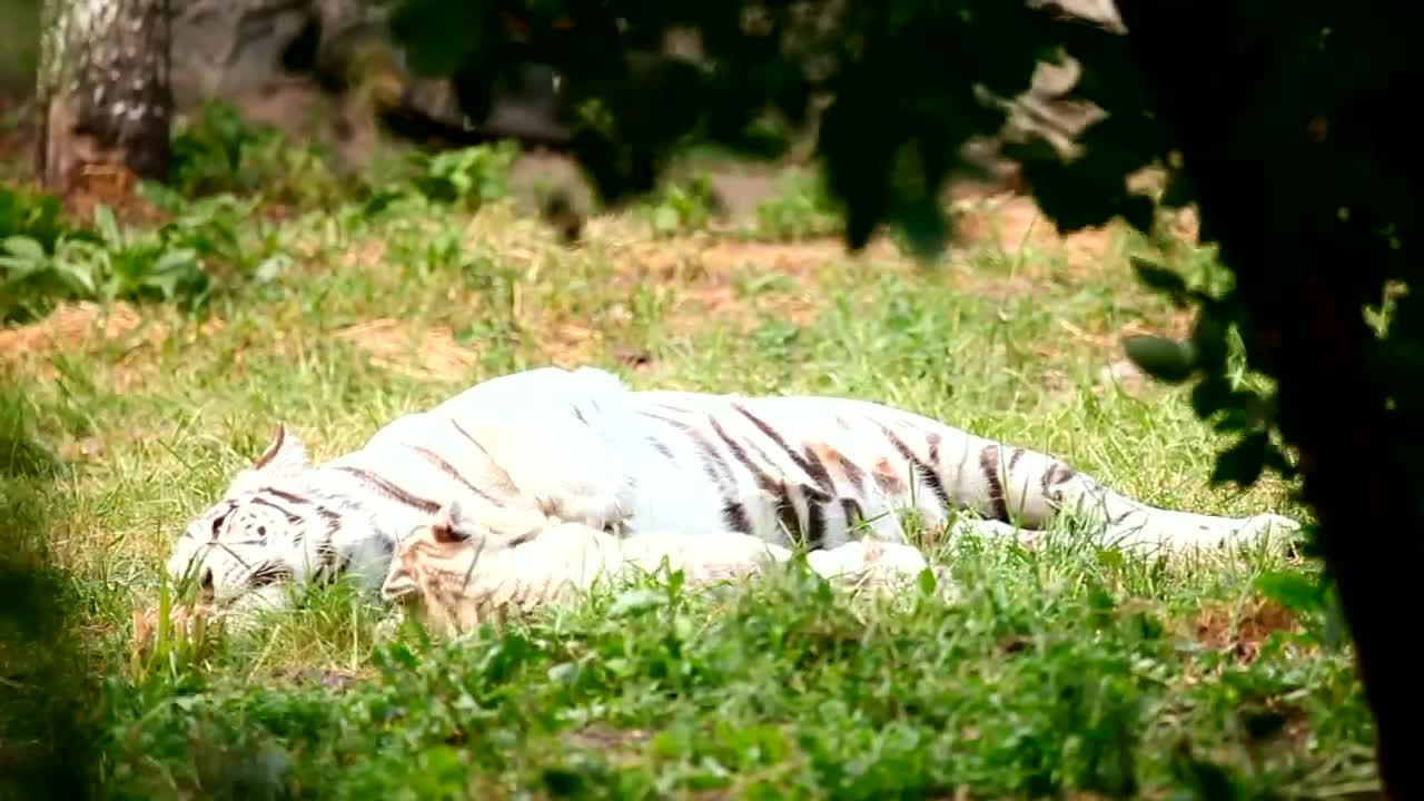 White tiger cub playing with his mother in the grass