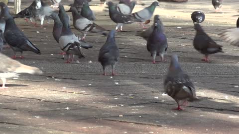 The most beautiful blue pigeon splendor