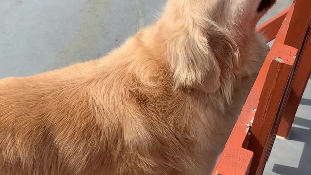 Adorable Retriever Wants To Play With Us