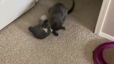 3 week old kitten play fights