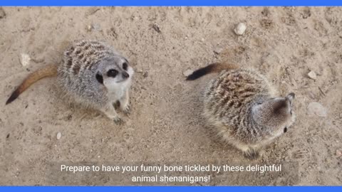 Amazing animals video animals the world Animals video