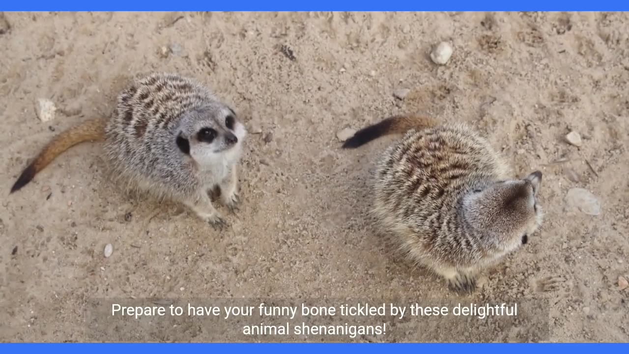 Amazing animals video animals the world Animals video