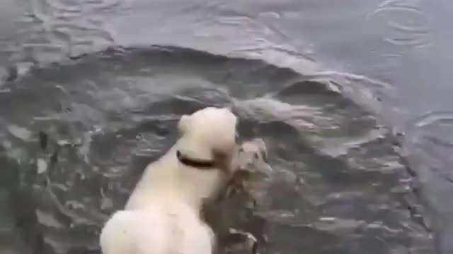 Ooh maybe he thought ducks are walking on the water & he should join them too😅 cute tho❤️