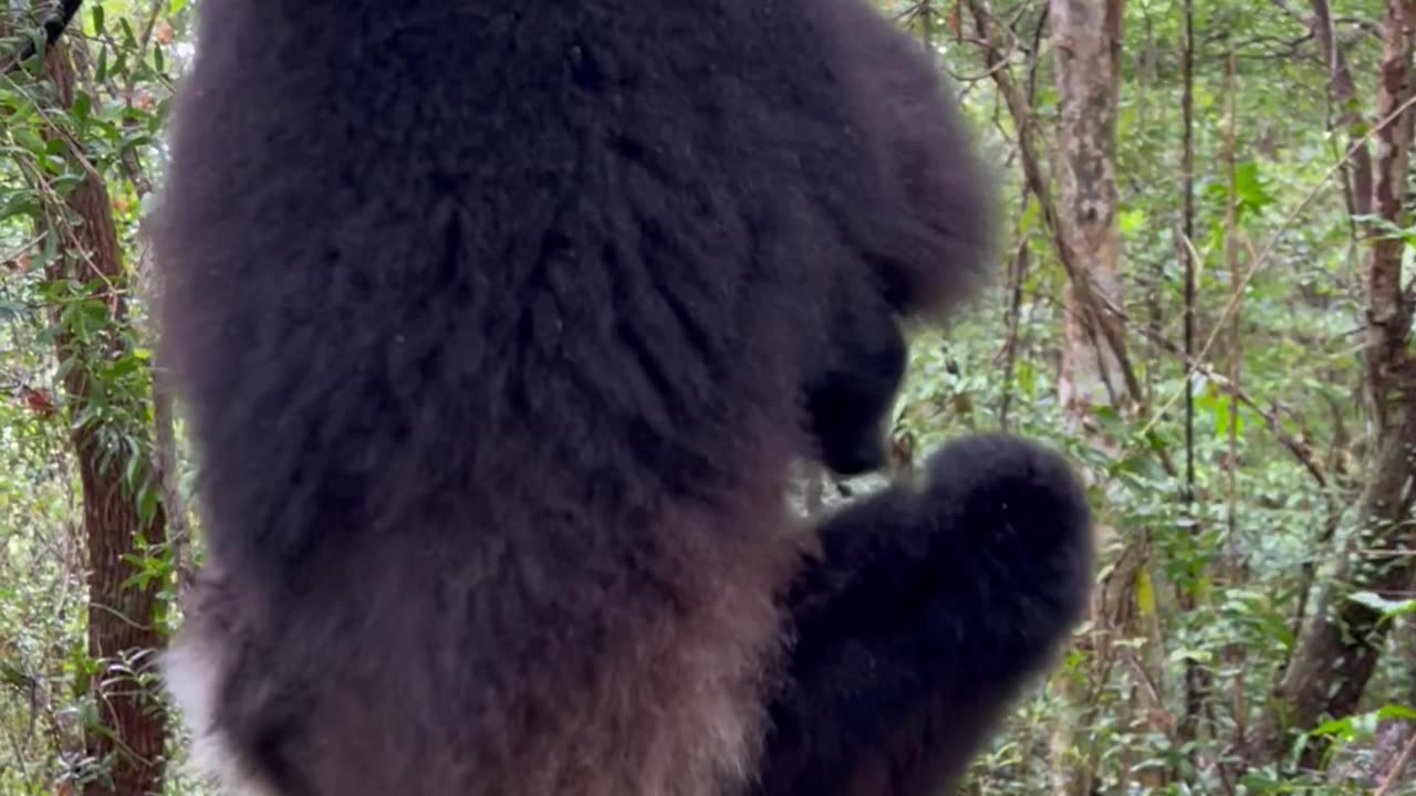 Lemur Sings A Beautiful Song