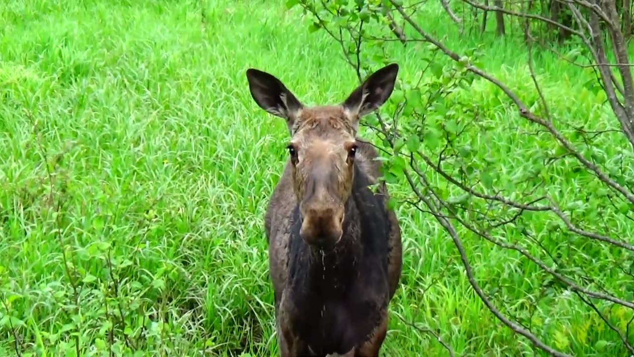 Mudhole Moose