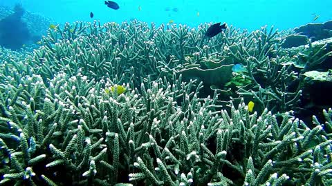 very beautiful underwater coral. its structural integrity is still maintained. extraordinary