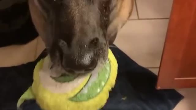 Dog Video