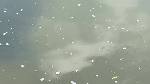 Minnows of the Humber River 59