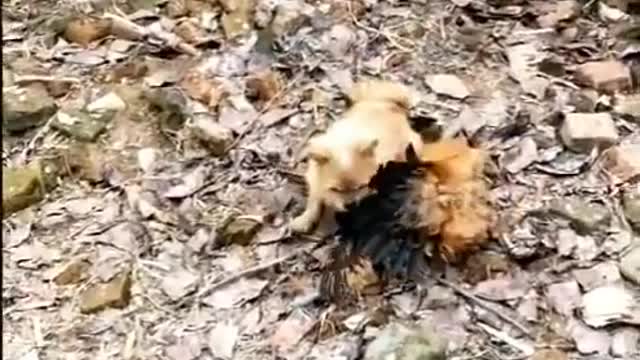 Chicken VS Dog funny fights