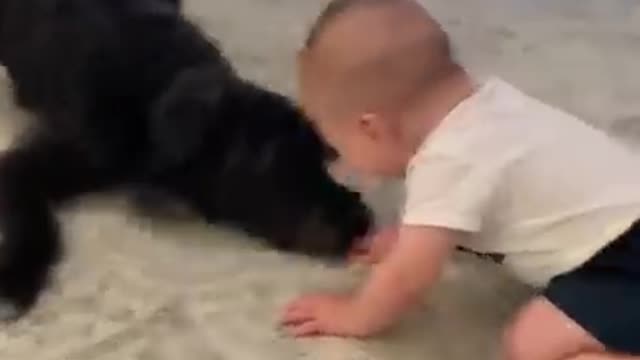 Baby laughing at playful dog