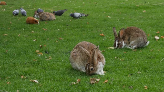 Rabbits, Pigeons, and Guinea Pigs