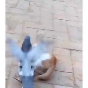 Video watched by millions: Is this a pigeon or John Cena? It's amazing