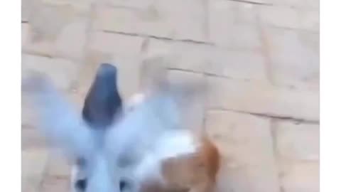 Video watched by millions: Is this a pigeon or John Cena? It's amazing