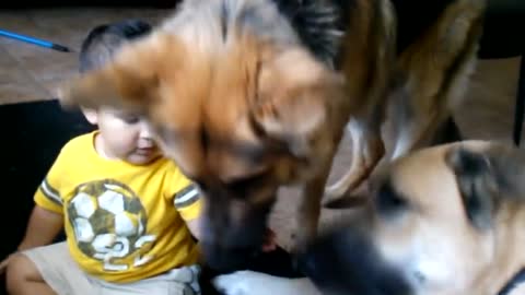 My Son Feeding 2 Huge German Shepards